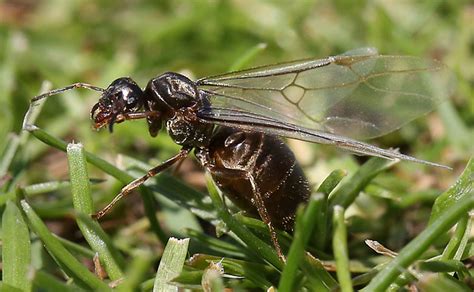 Giant Swarm Of Flying Ants Registers On Radar