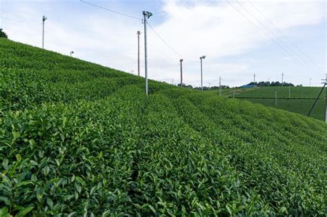 Premium Photo | Tea plantation