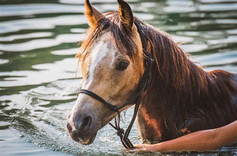 Can Horses Swim? Everything You Should Know About Horses And Swimming - Find Your Swim