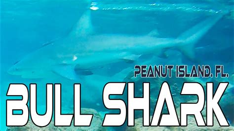 BULL SHARK @ PEANUT ISLAND FL. SNORKELING With @ “HUNNA & LIB” You-Tube ...