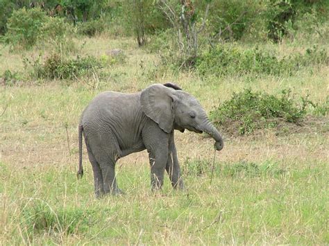 Free Baby Elephant Stock Photo - FreeImages.com