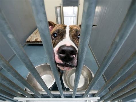 Douglas County Animal Shelter Reopens To Public After 2 Months ...