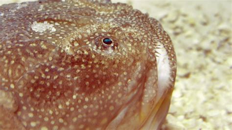 'Watch your step': Beachgoers warned of scary-looking fish - ABC13 Houston