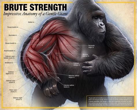 Brute Strength - Gorilla Anatomy