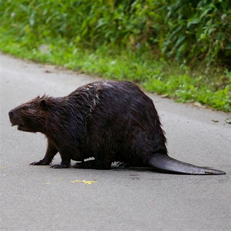 American Beaver | The Animal Spot