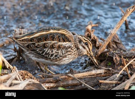 jack snipe or jacksnipe, Lymnocryptes minimus, single bird feeding in ...