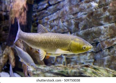 2,764 Amur Fish Images, Stock Photos, 3D objects, & Vectors | Shutterstock