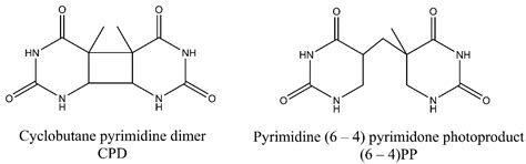 What Are the Consequences of Having Pyrimidine Dimers in Dna