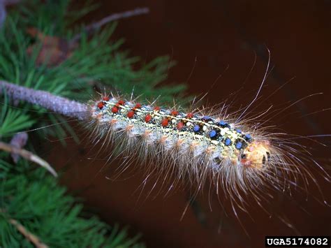 CT Gypsy Moth - Life Cycle and Related Moths