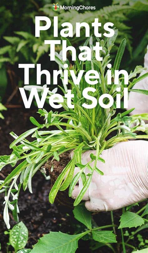 33 Plants That Thrive in Moist or Wet Soil and Absorb Extra Water