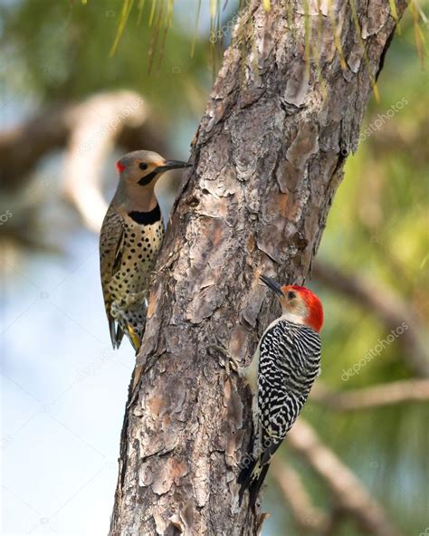 Northern Flicker and Red-Bellied Woodpeckers Stock Photo by ©spatesphoto 22574647