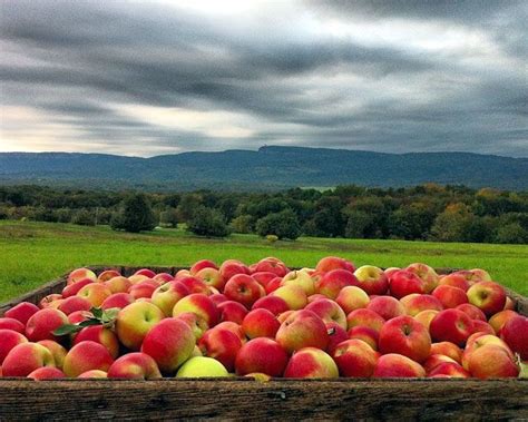 Hudson Valley Pick-Your-Own Apples Apple Hill Farm New Paltz, New York | Apple farm, Hudson ...