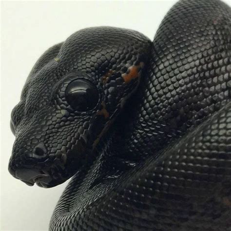 The blackest Boa! (B. constrictor imperator) | Pet snake, Reptiles, Cute reptiles