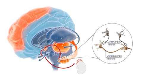 Stress response physiology - YouTube