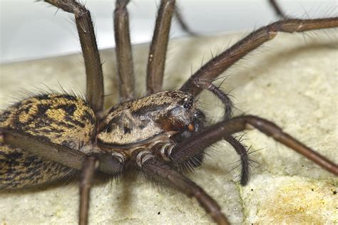 Cardinal Spider 2, 08/03/11 | Found in my bathroom. Canon 60… | Flickr