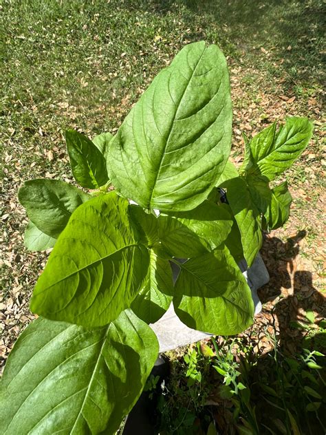 Jamaican Callaloo Plant, up to 4 Inch in Length. Pre-sale. - Etsy