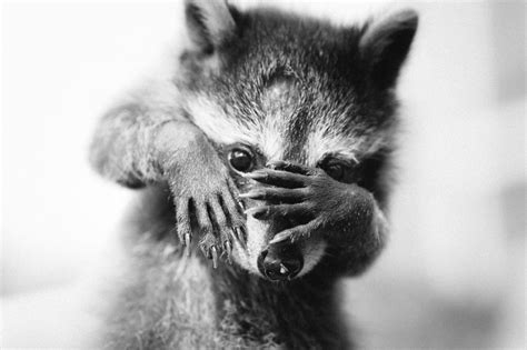 wallpaper raccoon, bw, animal, fear HD : Widescreen : High Definition ...