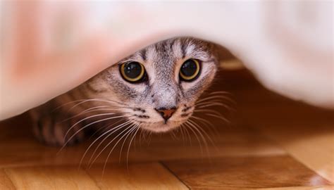 Seven Signs Your Cat is Stressed Out • Seattle Area Feline Rescue