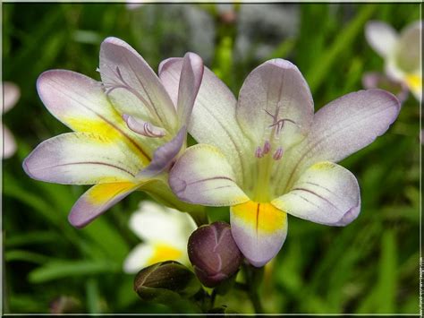 Flower Homes: Freesia Flowers