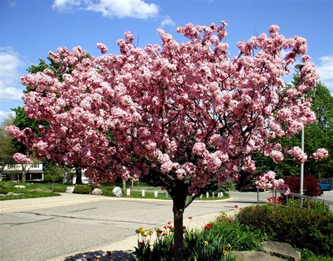 types of crabapple trees for deer - Robbi Victor