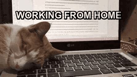 Wfh Working From Home GIF - Wfh WorkingFromHome CatsRuinEverything - Discover & Share GIFs