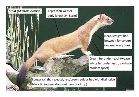 Species – Weasel – The Mammal Society | Mammals, Species, Power animal