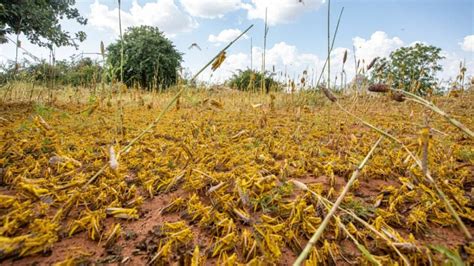 Sleepless Nights for UP Farmers as Locusts Damage Crops in Several ...