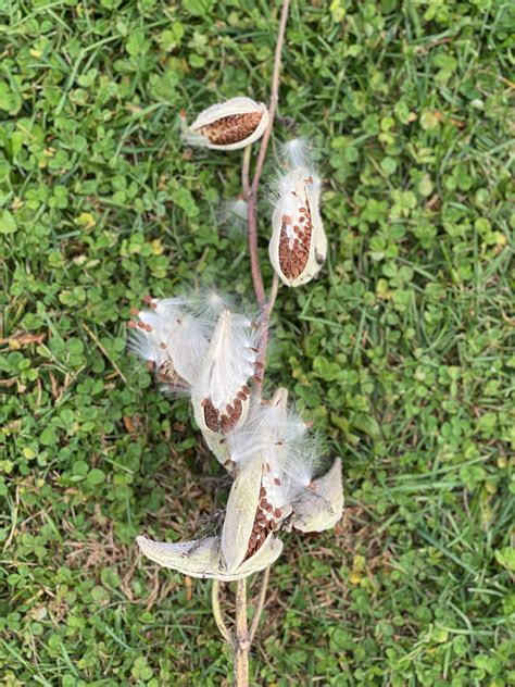 Milkweed Pods With Seeds, Milkweed Floss, 10 Count, Approximately 3 ...