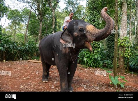 Elephant ride in Kerala, India Stock Photo - Alamy