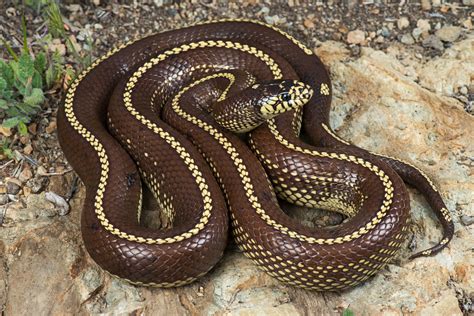 California Kingsnake (Striped Morph) | California Kingsnake … | Flickr