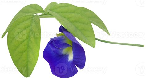 Clitoria ternatea or blue aparajita flower 31097942 PNG