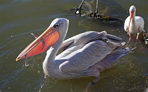 Pictures and information on Pink-backed Pelican