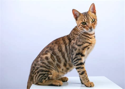 A Guide to Bengal Cat Colors: Exploring the Many Variations - Cat ...