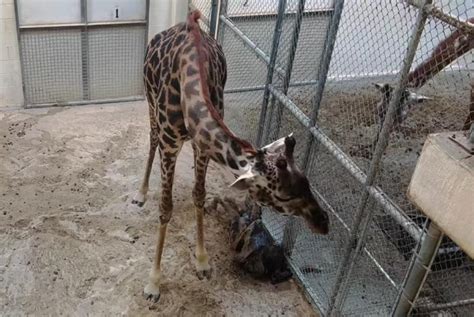 Giraffe Giving Birth Gif