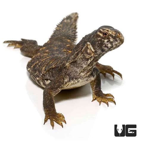 Egyptian Uromastyx (Uromastyx aegyptia) for sale - Underground Reptiles