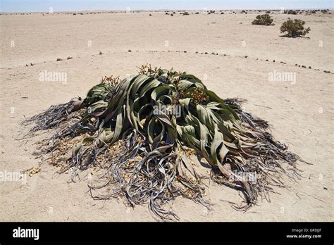 2000 Year Old Welwitschia Plant,Namib Desert,Welwitschia Mirabilis,Most ...