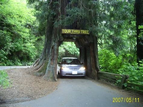 Klamath Tour Thru Tree - Local Flavor - Klamath, CA - Reviews - Photos ...