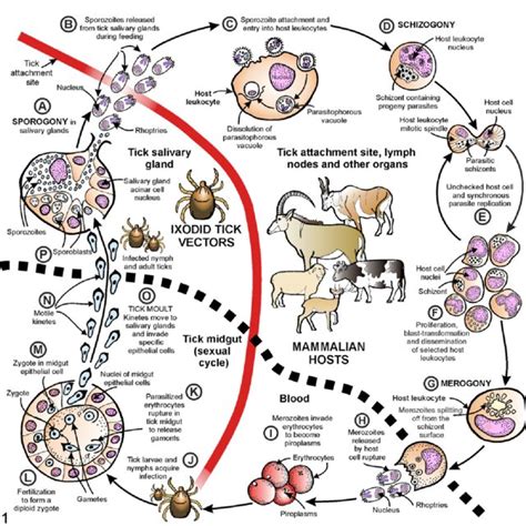 African Wild Artiodactyl Species With Fatal Pathogenic Theileriosis at... | Download Scientific ...