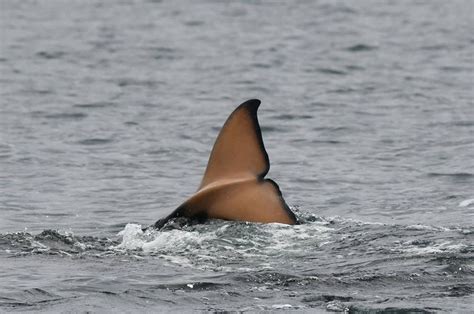 It’s a girl: Researchers get closer look at J pod orca baby | The Seattle Times