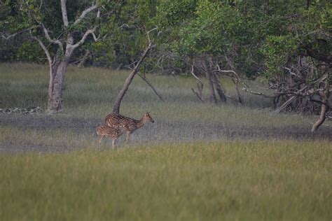 Boat Safari in Sundarban. At the point when you tune in with… | by ...