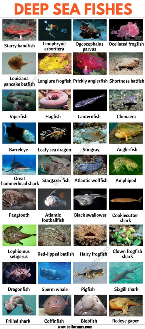 Deep Sea Fish: List of 35+ Types of Fish that Live in the Deep Sea ...