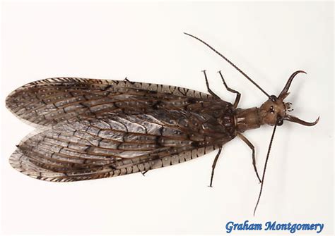 Megaloptera-Corydalinae-Corydalus texanus-Dobsonflies (A) - Urban ...