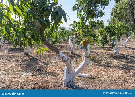 Grafting on mango tree stock photo. Image of orchard - 105452554