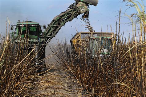 Sugarcane harvest wrapping up in Rio Grande Valley - Texas Farm Bureau