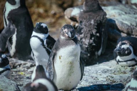 African Penguin Colony in Betty`s Bay Stock Image - Image of african ...