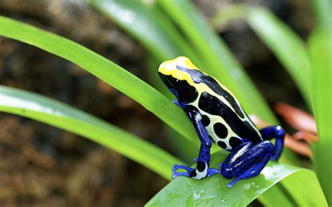 Poison Dart Frog Computer Wallpapers, Desktop Backgrounds | 2560x1600 ...