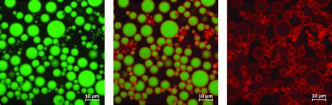 Fluorescence microscopy of double-labeled fluorescent fragrance... | Download Scientific Diagram