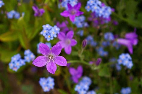 Kansas Wildflowers in Bloom by Season: Spring, Summer & Fall