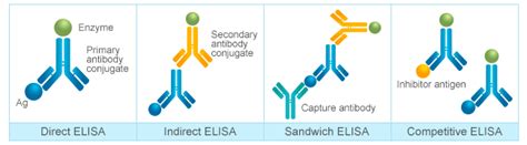 What Are The Different Types Of Elisa