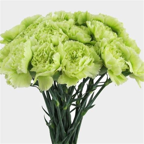 Carnations Fancy Green Flowers - Wholesale - Blooms By The Box